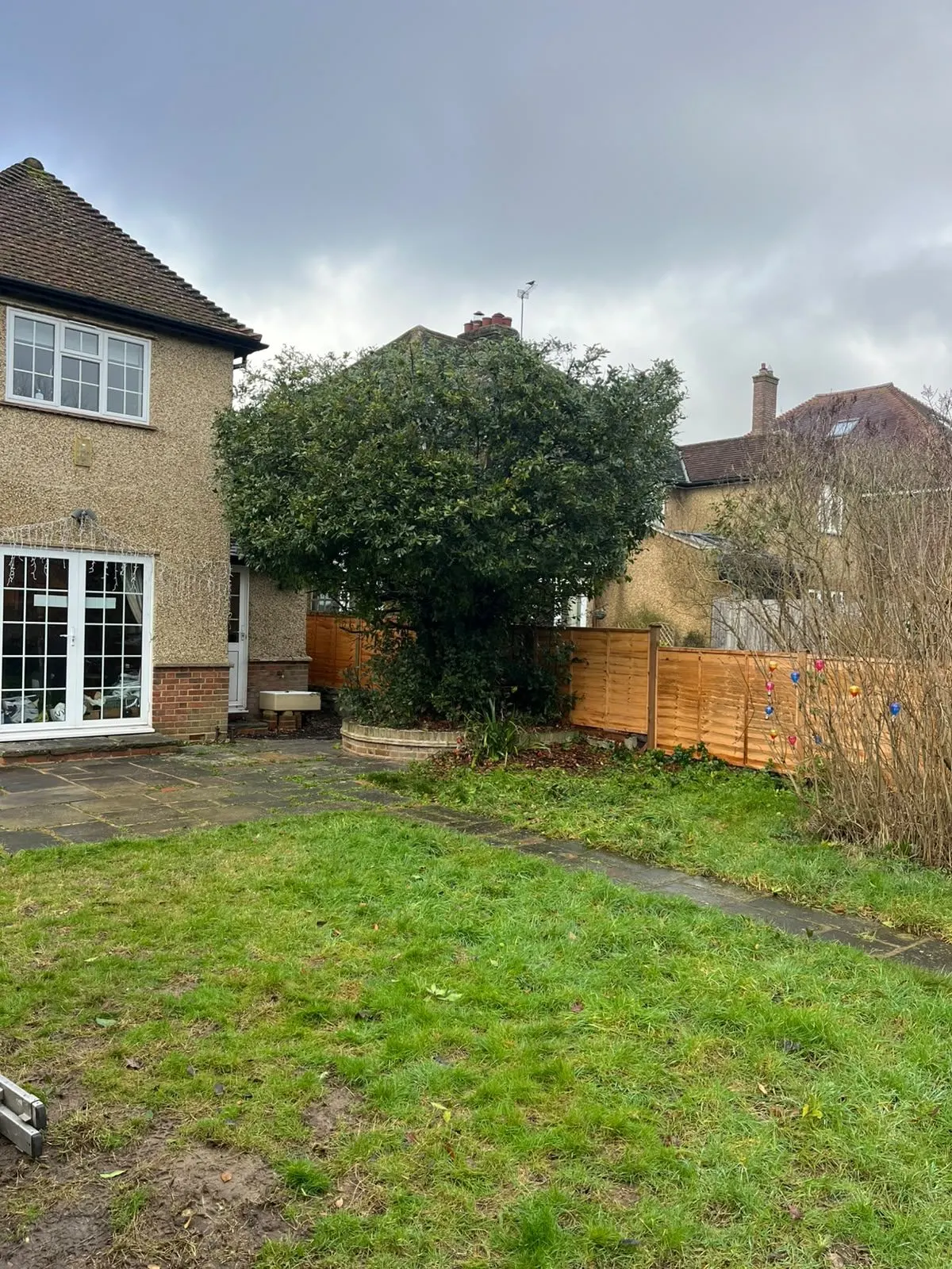 The same tree beside the house with a smaller, shaped canopy after cutting back