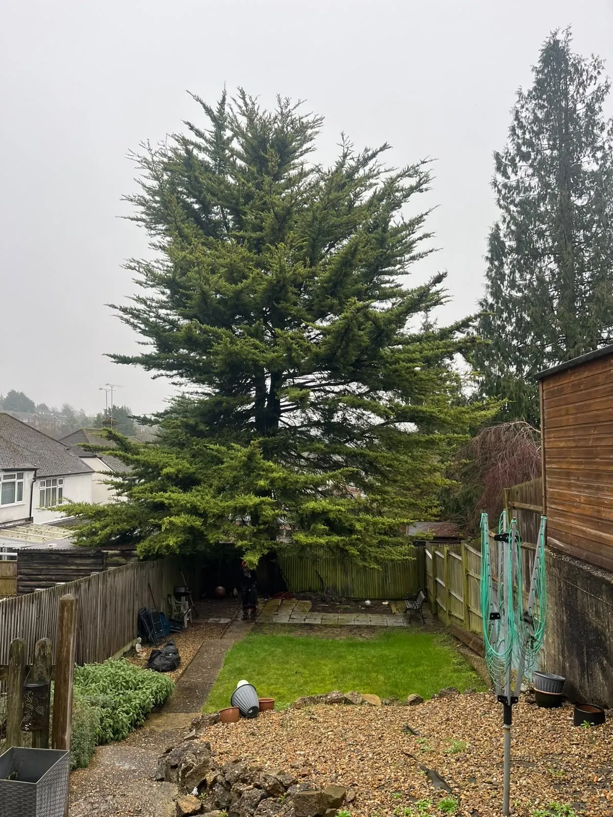 Tall standing conifer beside a lawn and garden fences