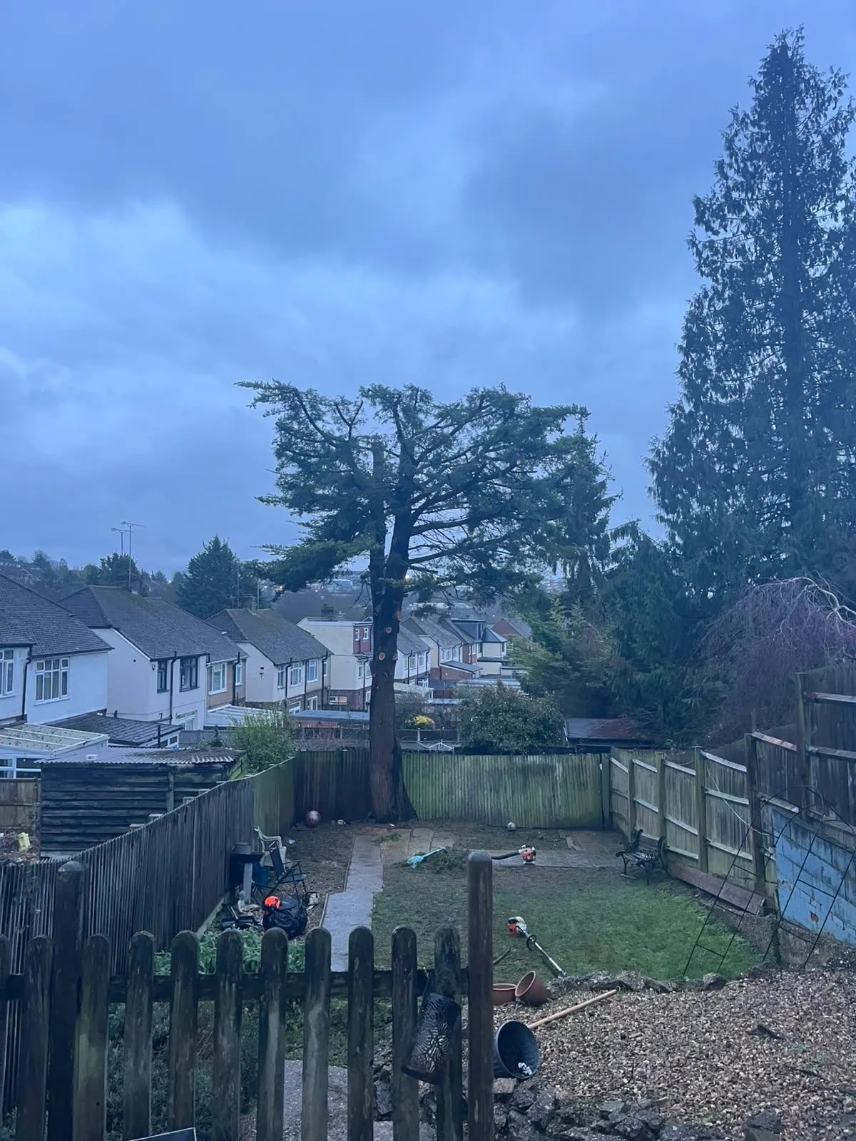 Tree work around a conifer in a fenced residential garden