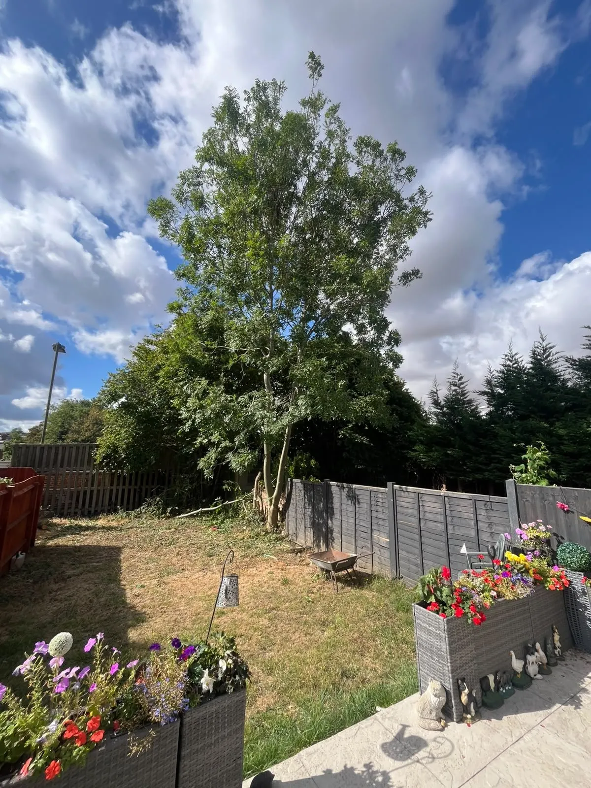 Standing tree in a garden with raised flower beds before removal