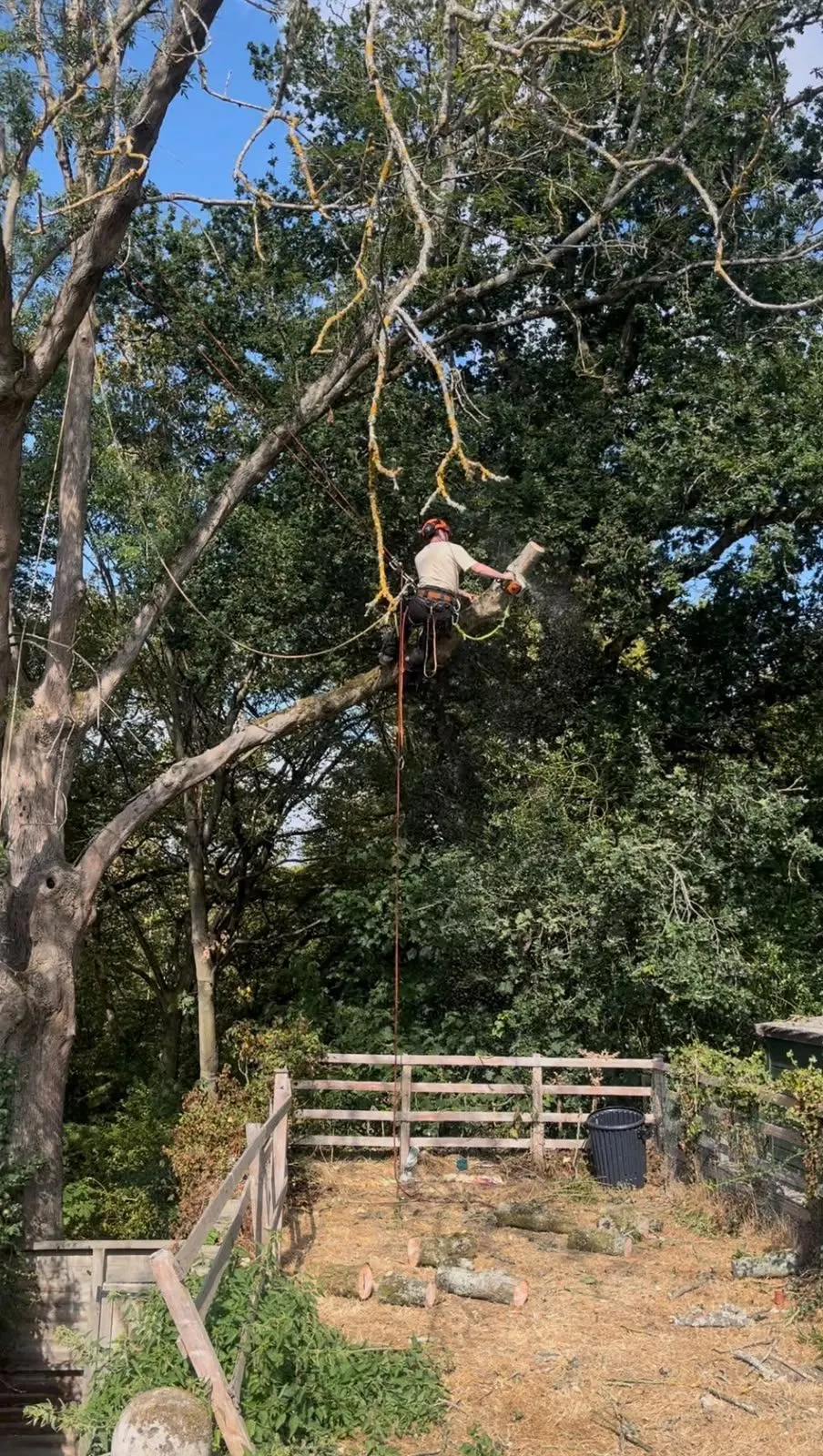 Tree surgeon working with climbing ropes among branches in a garden