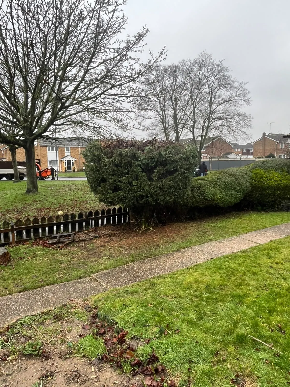 The same hedge trimmed into a lower, neat shape beside the path