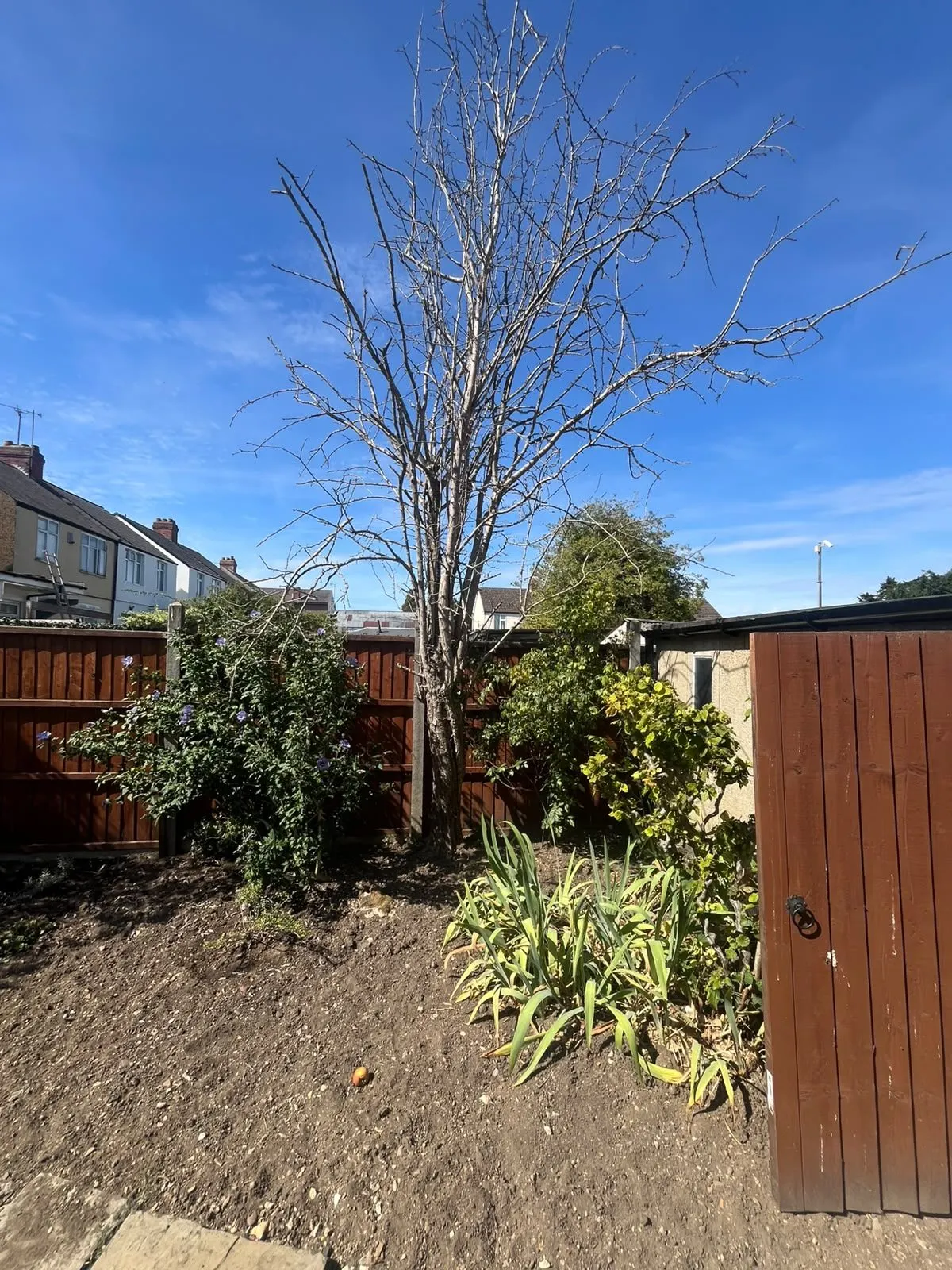 Standing leafless tree in a planting bed beside a timber gate before removal