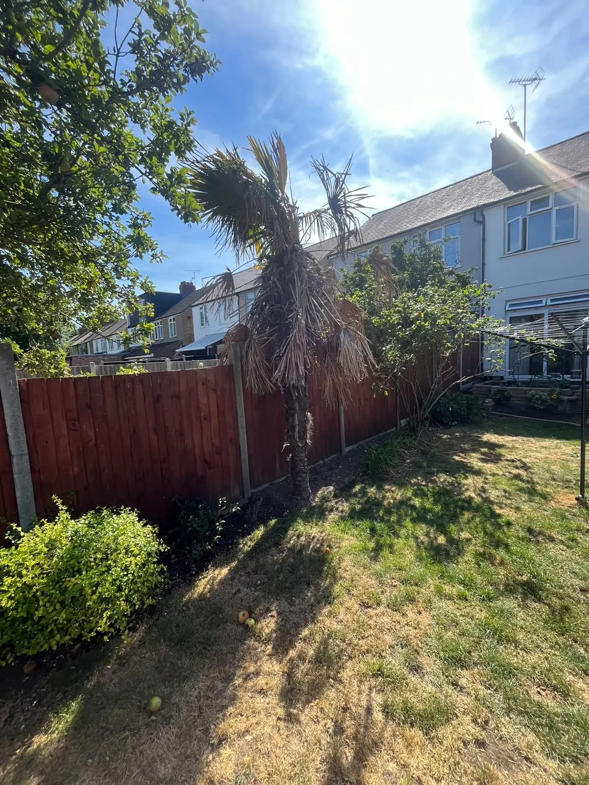 Palm tree standing beside a red timber fence before removal