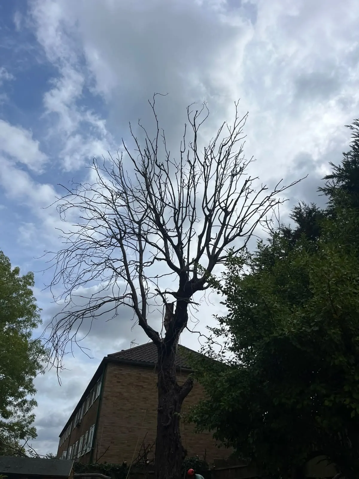 Rosewood crown thinning work