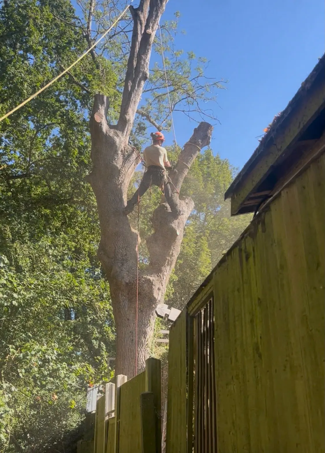 Tree climber working on a trunk beside a timber fence and building