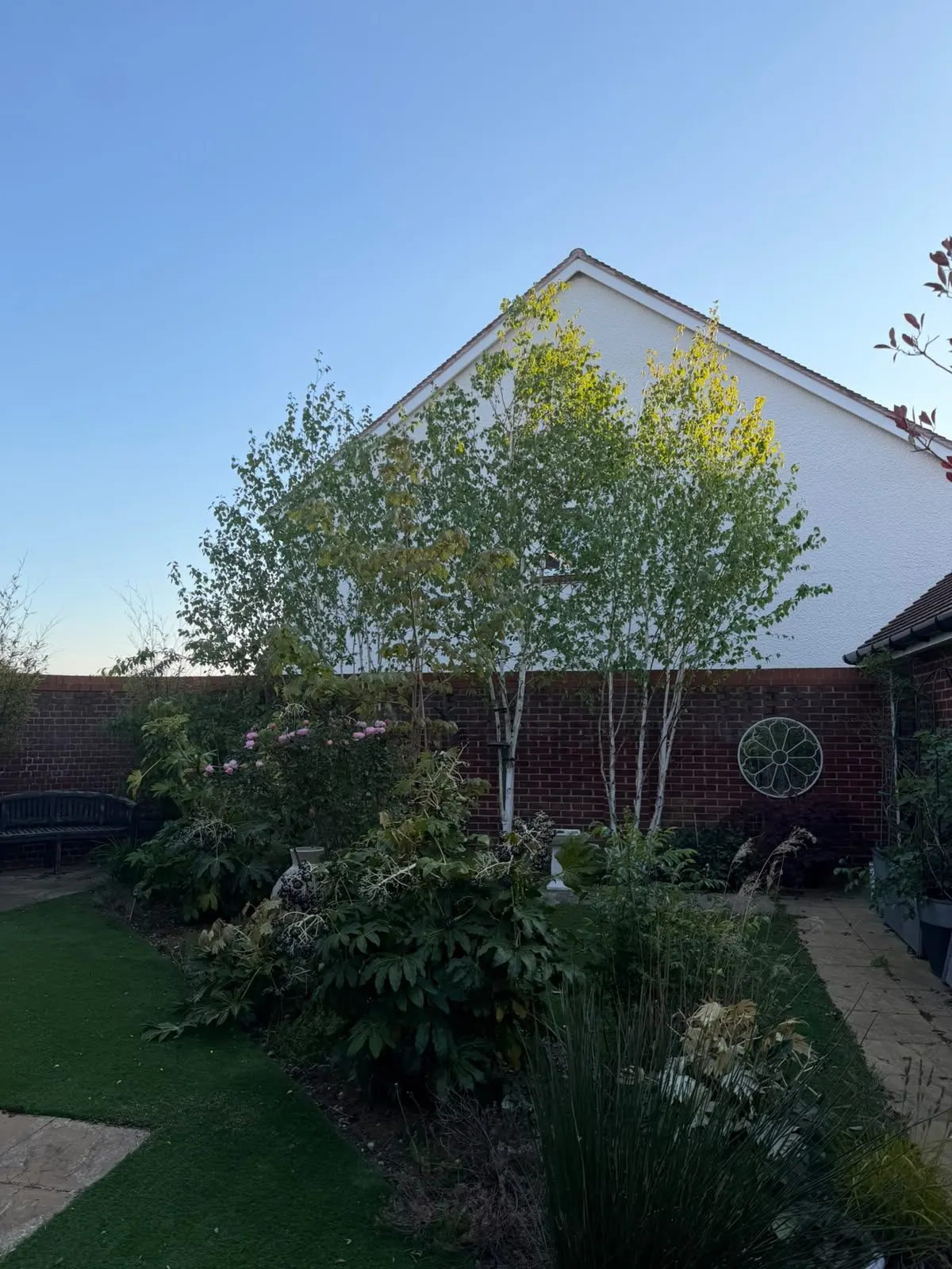 Garden trees with full crowns beside a brick wall and white gable before pruning