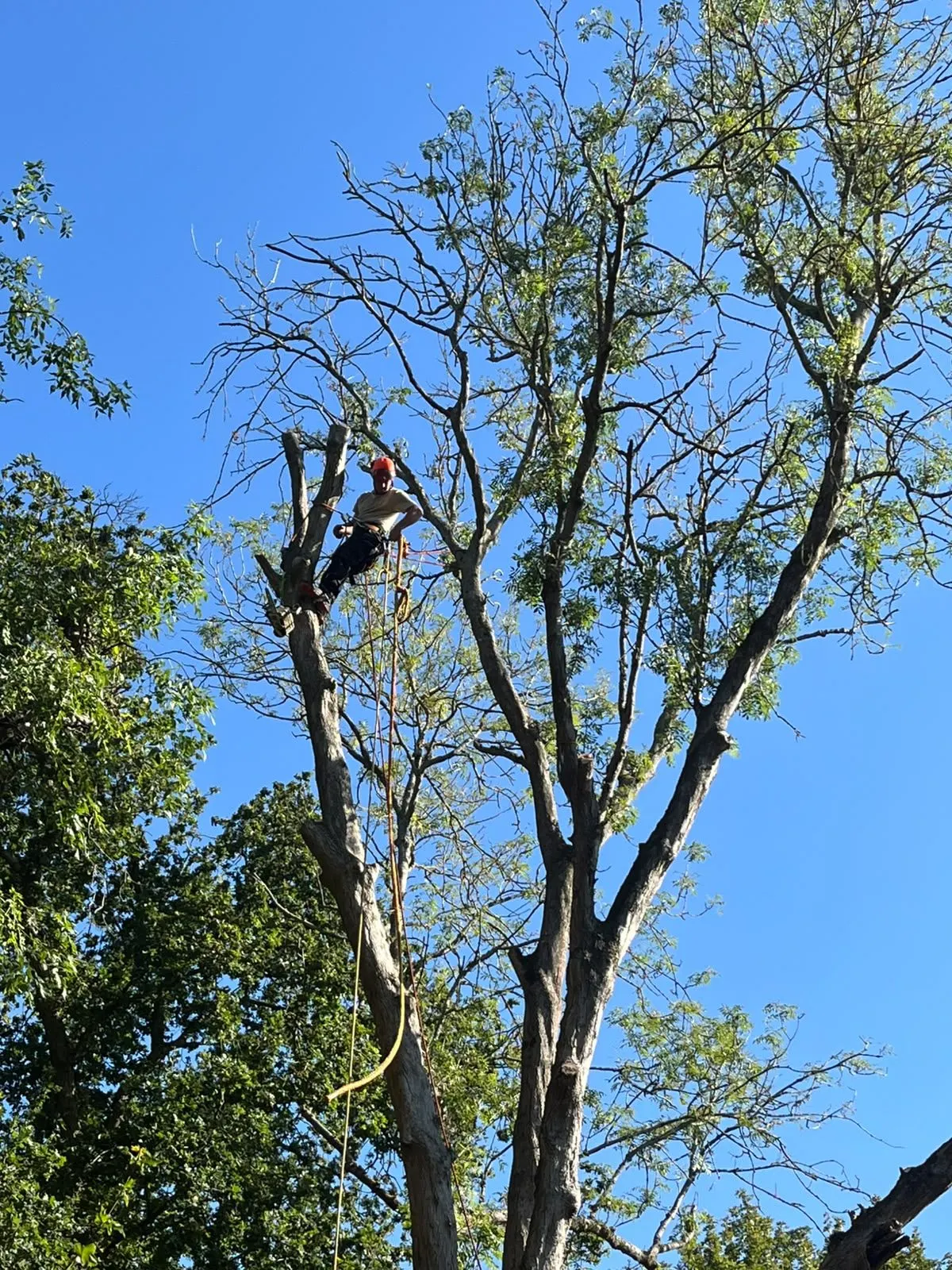 Tree climber working among upright branches with visible cut ends