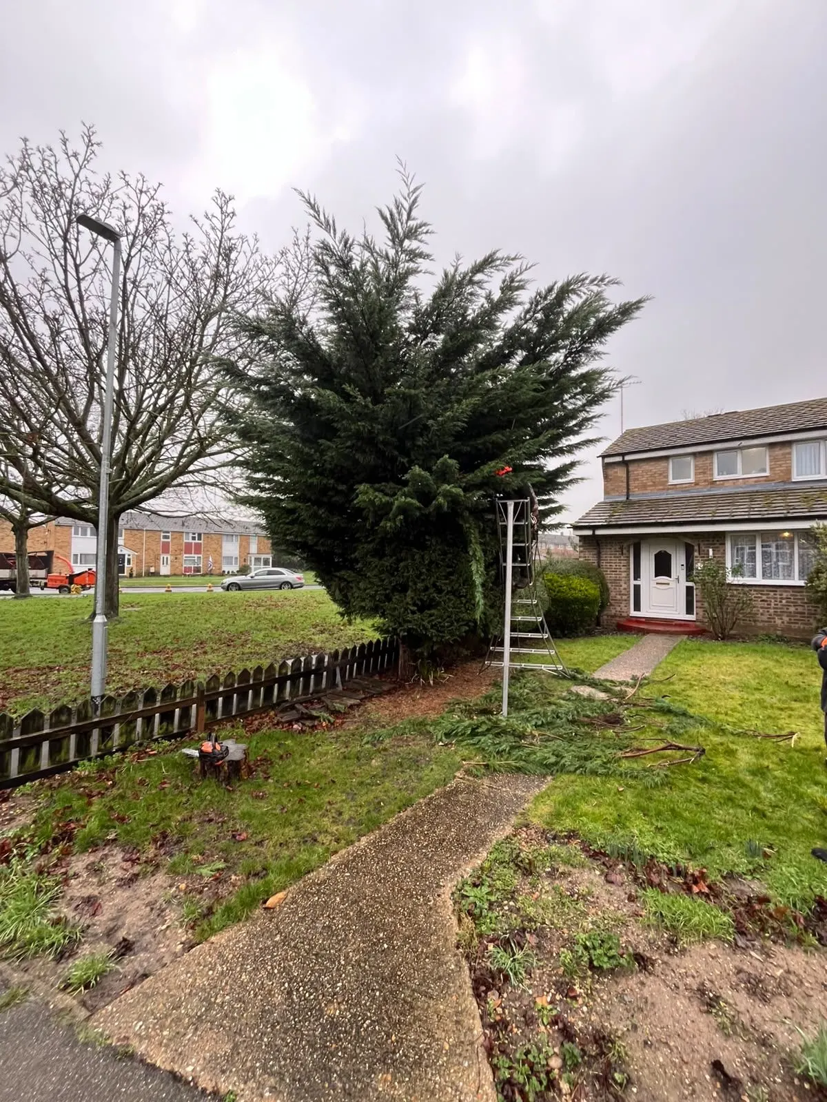 Tall conifer hedge beside a curved path before trimming