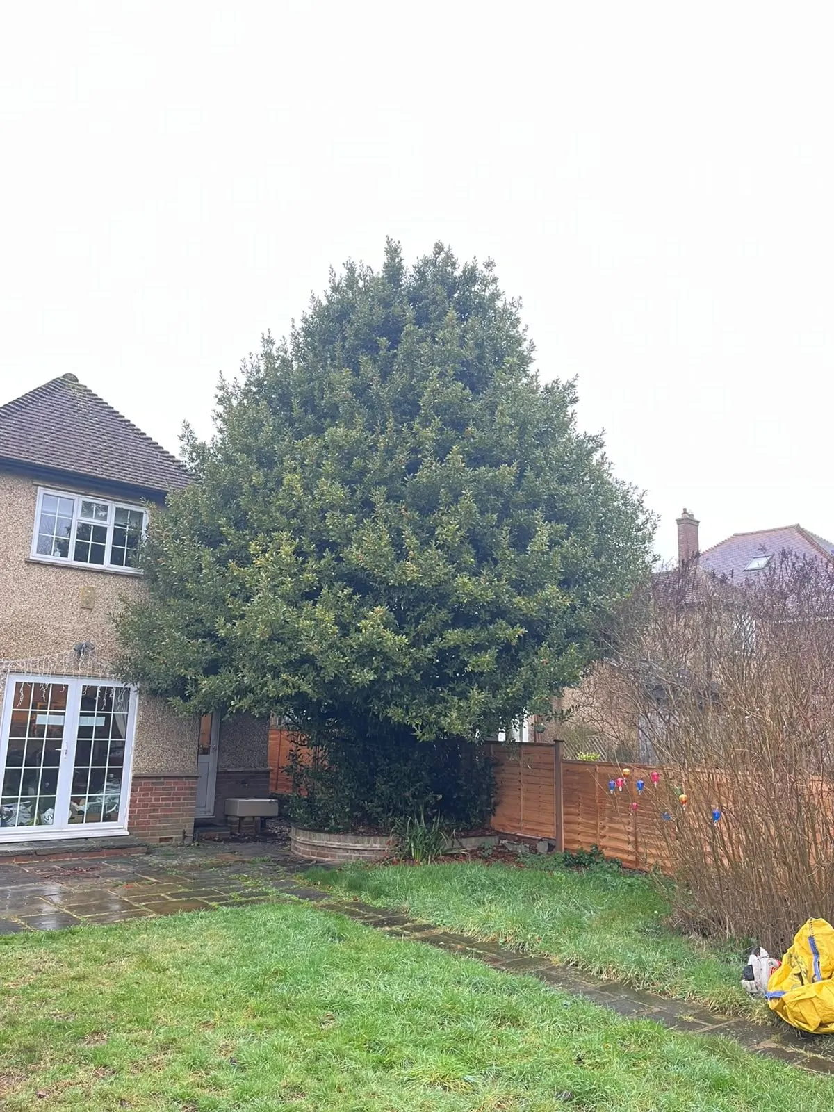 Large rounded tree canopy beside a house before cutting back