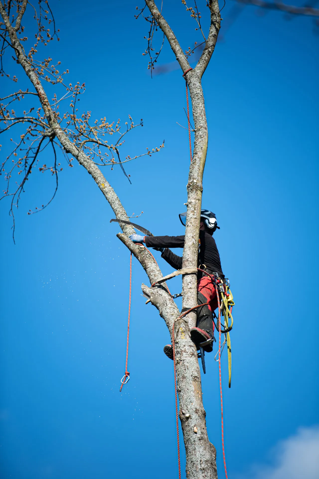 Rosewood 24/7 emergency tree work